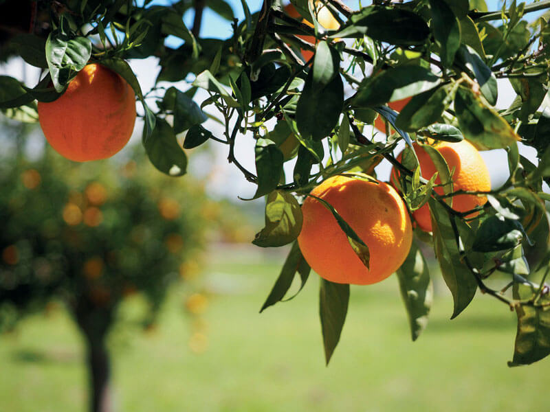 Orangen am Baum