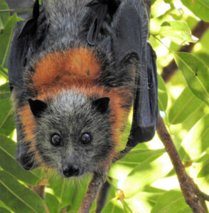 Fledermaus